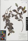 Foto von Salix glabra Scop.